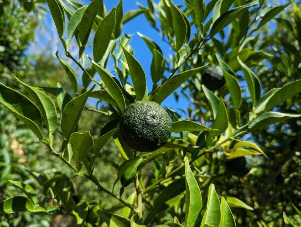Un fruit de Yuzu 1 vert sur l'arbre