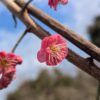 abricotier japonais Hiratsuka en train de fleurir en rose