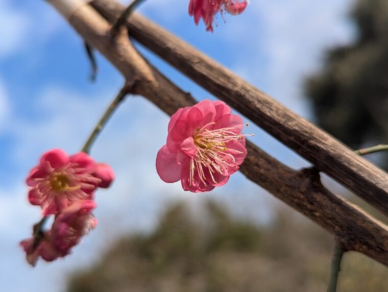 prunus-mume-double-hiratsuka-25-1