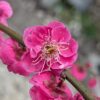 L'abricot japonais Hiratsuka est un petit arbre fruitier avec une floraison spectaculaire, très tôt au printemps