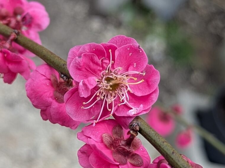 prunus-mume-hiratsuka-26-2-2