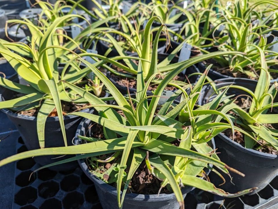 Agave bractaosa Calamar - Pépinières Quissac