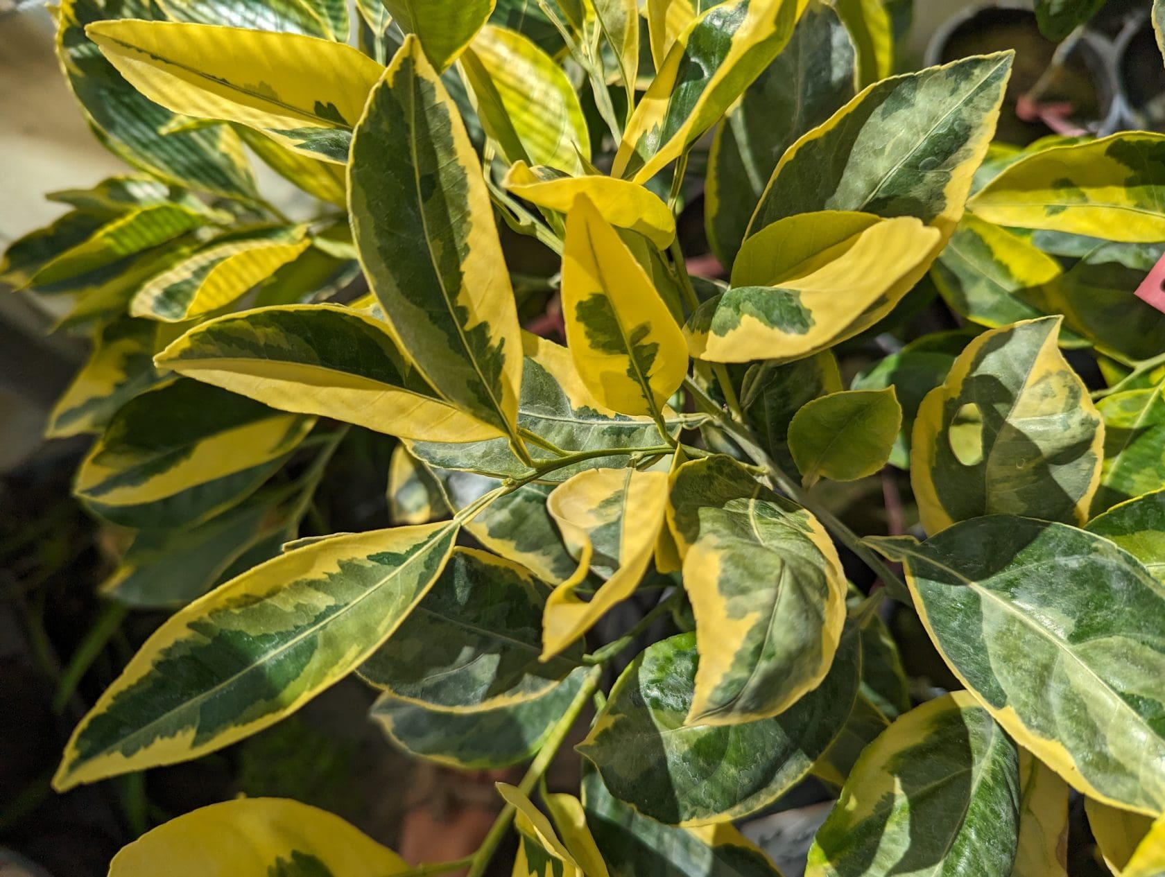 Citrus satsuma Owari panaché Pépinières Quissac