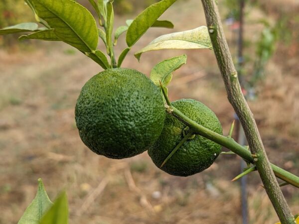 deux yuzu corse verts sur une branche