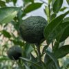 fruit de yuzu db5 sur l'arbre