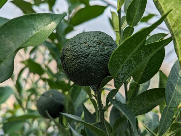 fruit de yuzu db5 sur l'arbre