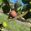 figues du ficus carica Bayernfeige à différents stades sur l'arbre