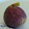 Une figue mûre du ficus carica Bayernfeige, peau violette