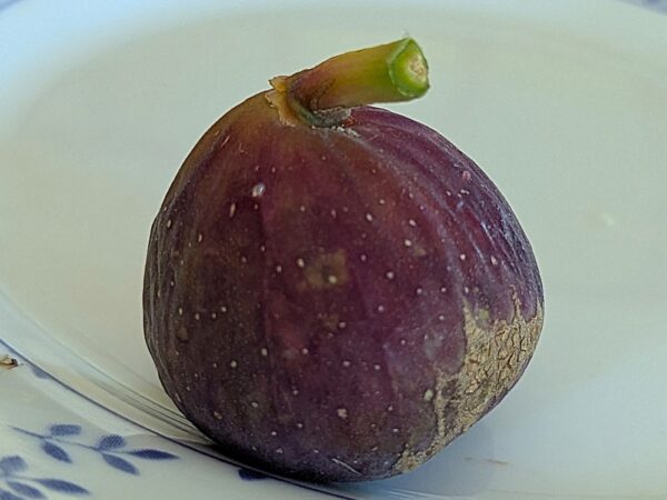 Une figue mûre du ficus carica Bayernfeige, peau violette