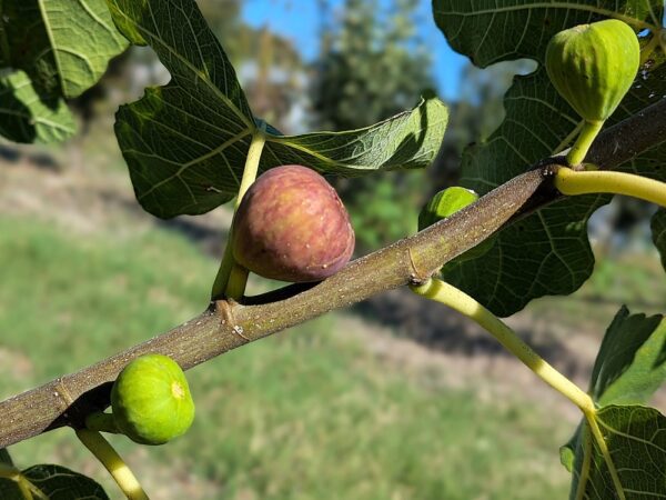figues du ficus carica Bayernfeige à différents stades sur l'arbre
