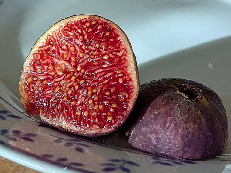 ficus-carica-bayernfeige-open-25-8-32
