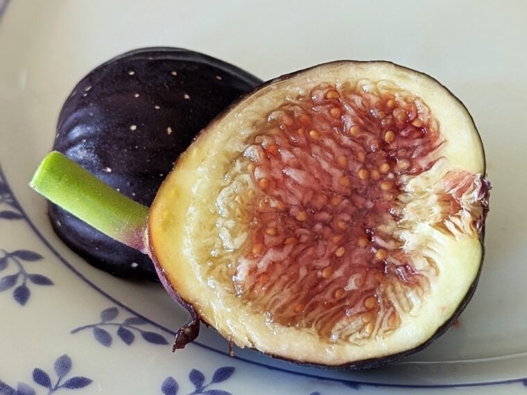 ficus-carica-brooklyn-dark-25-8-22