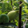 ficus carica emerald strawberry - figues sur l'arbre