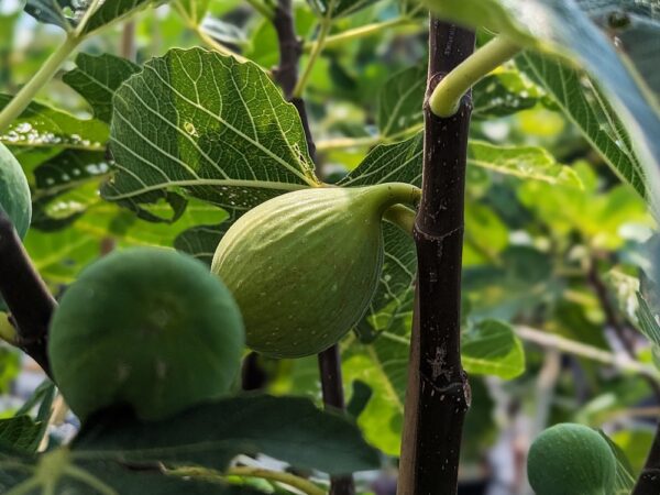 ficus carica emerald strawberry - figues sur l'arbre