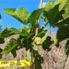 Paratjal Rimada ficus carica panaché