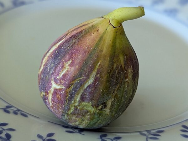 1 figue panachée du figuier Paratjal Rimada, bien mûre sur une assiette