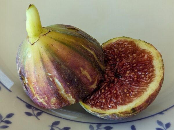 1 figue bien mûre d'un figuier Paratjal rimada, figuier panaché, coupé en deux