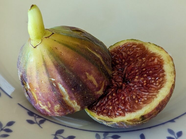 ficus-carica-paratjal-rimada-open-25-8-23