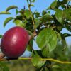 Un fruit rouge-bleu d'un hybride Aprisali sur sa branche