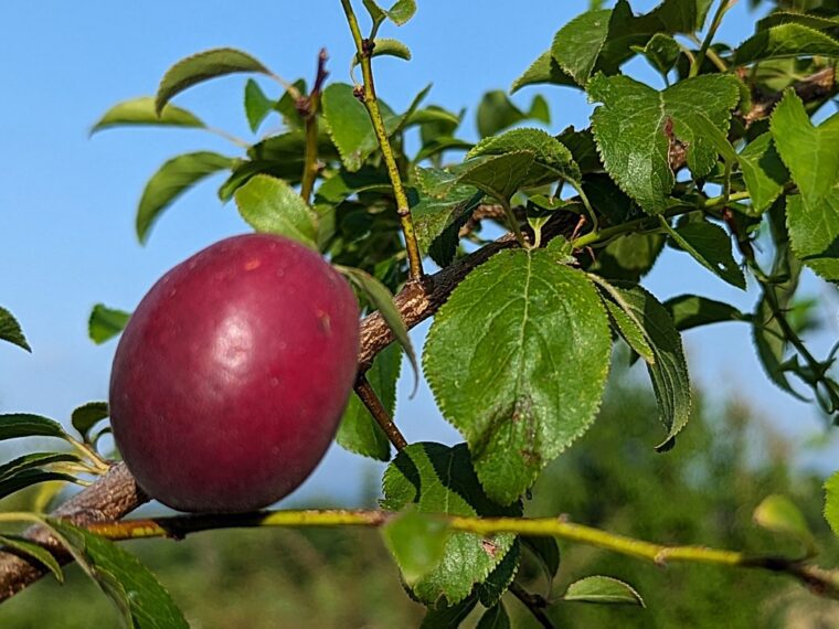 prunus-aprisali-25-6