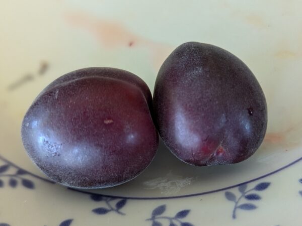 2 fruits d'aprisali bleu foncé sur une assiette