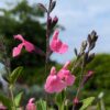 sauge rosa real en fleurs