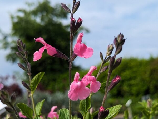 sauge rosa real en fleurs