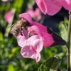 sauge rosa real en fleurs avec abeille qui butine