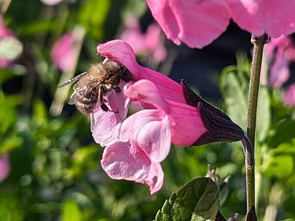 sauge rosa real en fleurs avec abeille qui butine