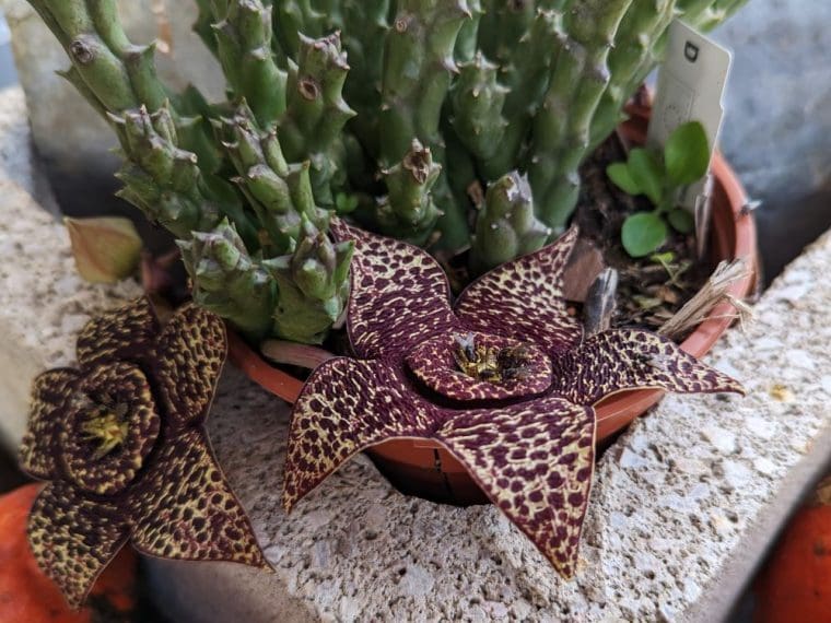 stapelia-fleur-mouche