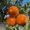 trois clémentines nova sur une branche feuillue