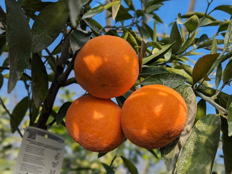 citrus-clementine-nova-23-11-2
