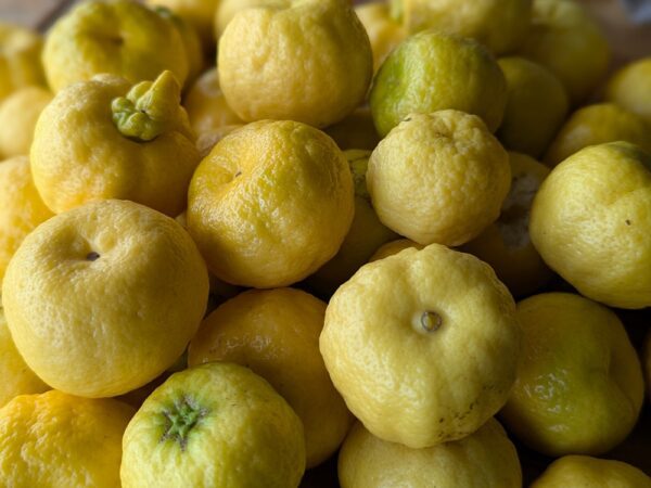 plein de limettes purshas