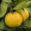 limette Pursha, aussi appelé Lime douce de Rome