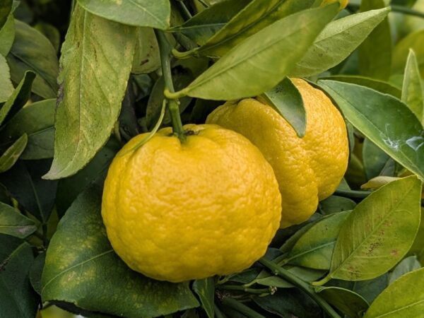 limette Pursha, aussi appelé Lime douce de Rome