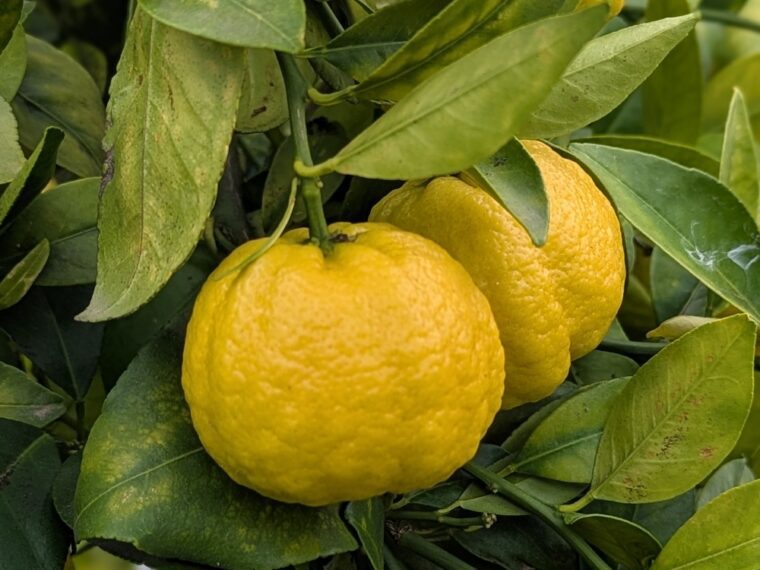 citrus-limette-pursha-26-2-1