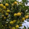 limette Pursha, aussi appelé Lime douce de Rome