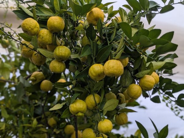 limette Pursha, aussi appelé Lime douce de Rome