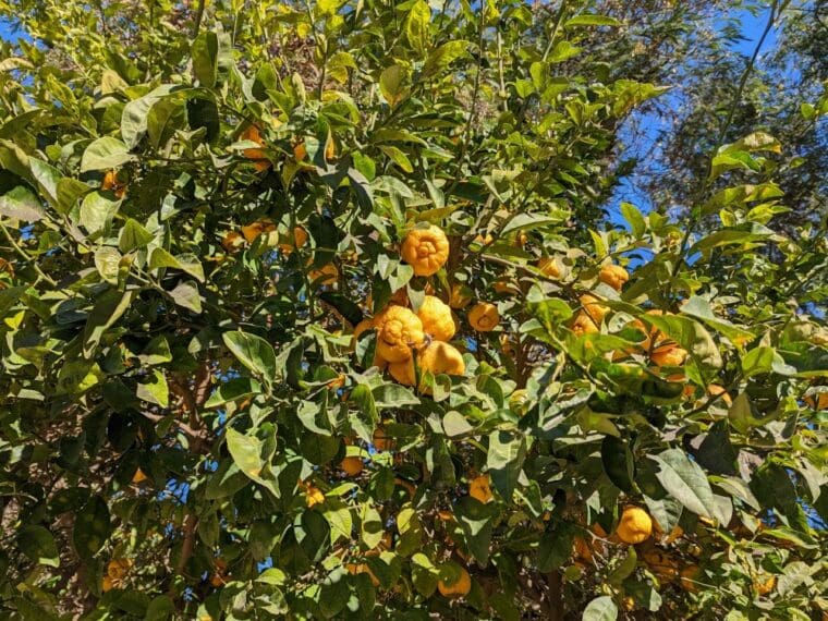 citrus-limonette-marakech-valencia-23-1