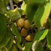 plusieurs fruits jaunes du cornouiller, cornus mas Jantarnyi, variété précoce