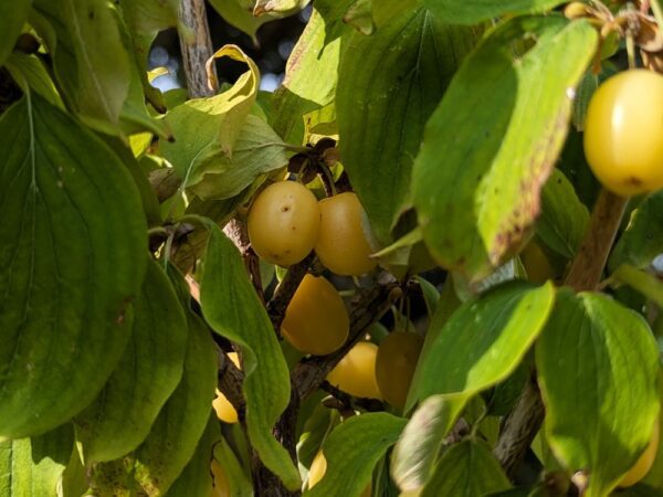 plusieurs fruits jaunes du cornouiller, cornus mas Jantarnyi, variété précoce