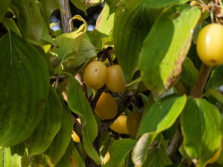 cornus-mas-jantarnyi-jaune-precoce-25-8