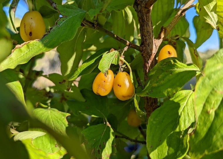 cornus-mas-jaune-georgie
