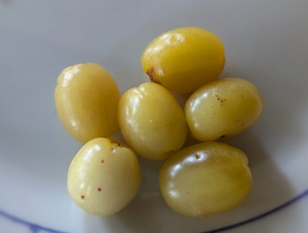 plusieurs fruits jaunes d'un cornouiller, cornus mas, précoce sur une assiette