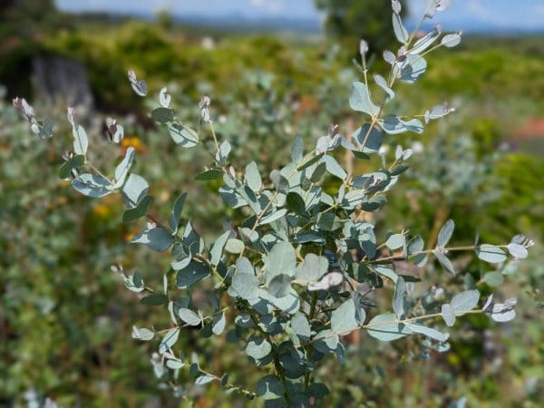 eucalyptus gunni