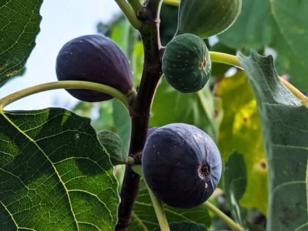 plusieures figues bleue takoma violet sur l'arbre