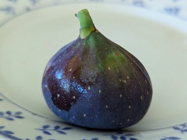 figue bleue takoma violet