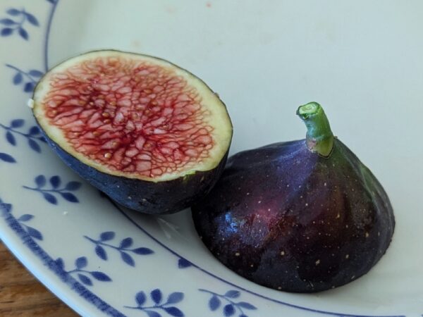 figue bleue takoma violet coupé en deux