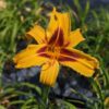 Une jolie fleur jaune/orange d'un Hemerocallis Bonanza