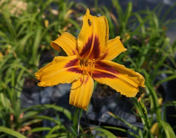 Une jolie fleur jaune/orange d'un Hemerocallis Bonanza